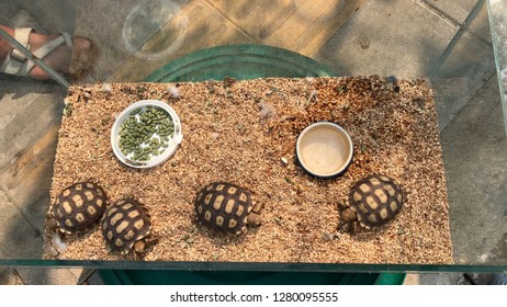 4 Baby Desert Tortoise Stay In Aquarium, Top View.