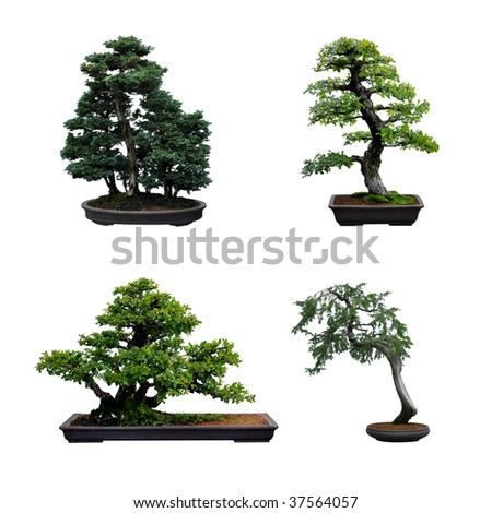4 bonsai trees isolated on white