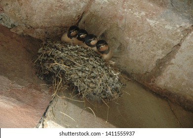 4 Common Swift Fledglings Sitting In A Nest