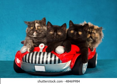 10,151 Red Persian Cat Images, Stock Photos & Vectors | Shutterstock