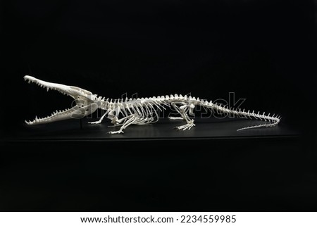 4 feet juvenile Morelet's crocodile (Crocodylus moreletii) skeleton
