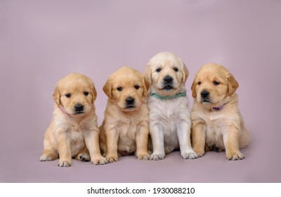 4 little puppies golden retriever puppy sit on the background. Dog golden retriever. Puppy golden retriever
