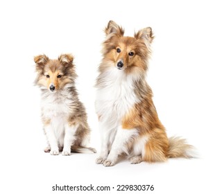 Similar Images Stock Photos Vectors Of Sheltie Isolated On A