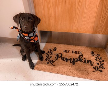 4 Month Old Chocolate Lab Puppy 