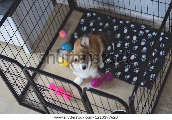 crate training an anxious dog