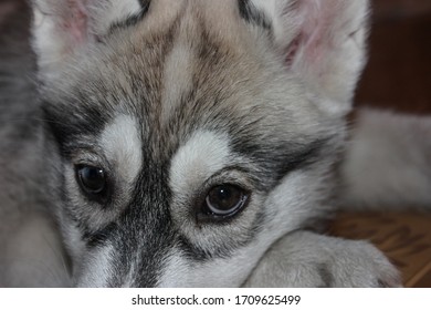 4 Months Old Husky Puppy Looking Sad 