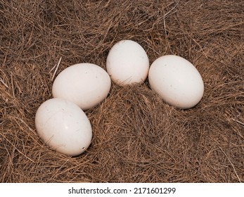 4 Ostrich Eggs On A Haystack Nest