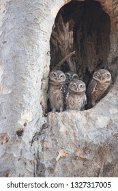 4 owlets in one tree hole