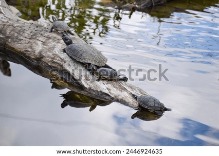 4 Painted turtles sitting on a log, in water, summer sunshine with reflection on the water. 