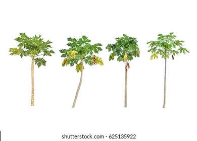 Tree Vektor Stockfotos Bilder Und Fotografie Shutterstock