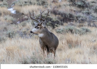 121 4 Point Buck Images, Stock Photos & Vectors 