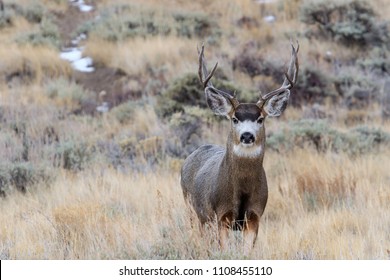 4 Point Mule Deer Buck Standing Stock Photo 1108455110 | Shutterstock