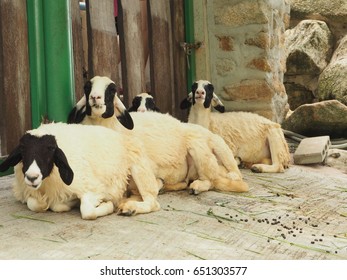 4 sheeps