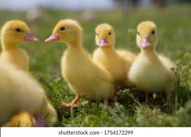 9,101 Ducklings walking Images, Stock Photos & Vectors | Shutterstock