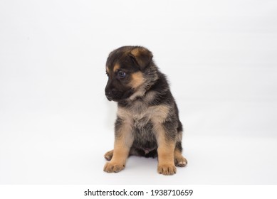 4 Week Old German Shepherd Puppies Stock Photo 1938710659 | Shutterstock