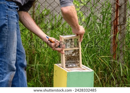 40 Year Old Male Beekeeper Inseminator Retrieves Glass Nucleus With Fertilized Queen Bee From Evidence. Beekeeper holding a small Nucleus with queen bee. Breeding of queen bees. Beekeeping concept