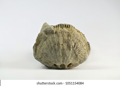 29 Silurian klint Images, Stock Photos & Vectors | Shutterstock