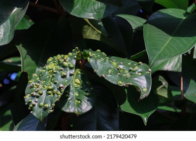 A 40-year-old Jambu tree has LEAF GALLS which are little bumps on leaves resembling pimples. They may be caused by pests, bacterial, or fungal organisms. Their colour may be green, bright pink or red. - Shutterstock ID 2179420479
