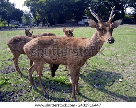 41. Several deer (Muntiacus) in an animal husbandry park (1)