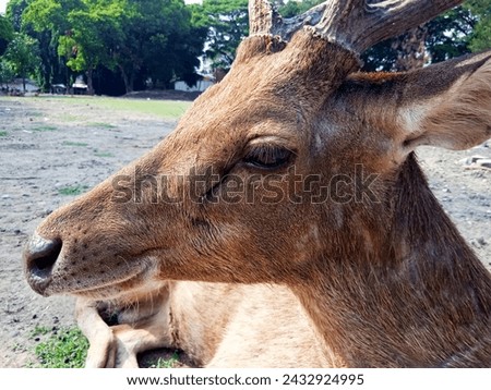 43. A deer (Muntiacus) in a wildlife park; close-up shooting (3)