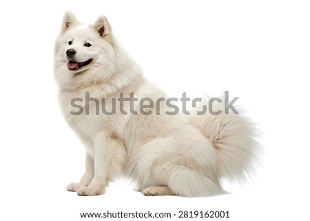 44 Samoyed Sitting With Fluffy Tail Visible Beaut Isolated On White Background