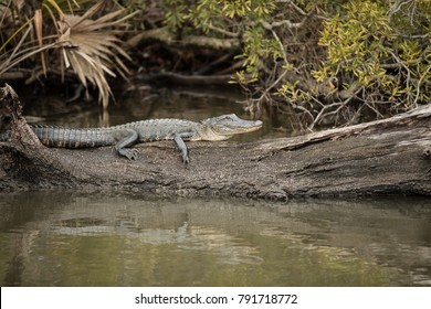 4-5 Ft American Alligator (alligatoridae Mississippiensis) Resting On A Log In The Swamps Of Louisiana.