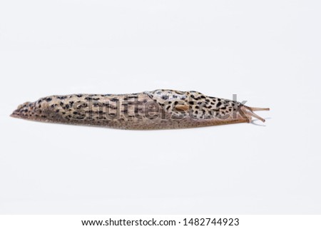 4.5 inch Limax maximus, leopard slug, great grey slug, keeled slug, limacidae right side view with mantle, Pneumostome, optical and sensory tentacles, foot, skirt, keel on white background macro  copy