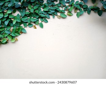 49. The background is a wall; at the top it grows ornamental climbing plants (1)