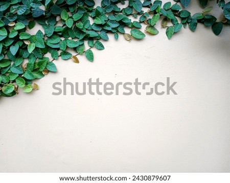 49. The background is a wall; at the top it grows ornamental climbing plants (1)