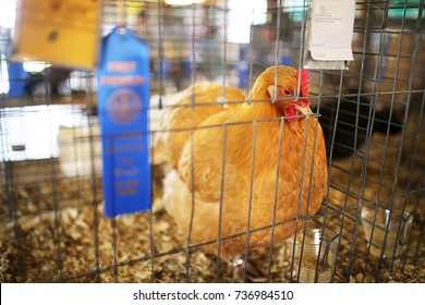 A 4-H 1st place blue ribbon award winning Gold Comet Chicken Hen is in a cage at a County Fair.
