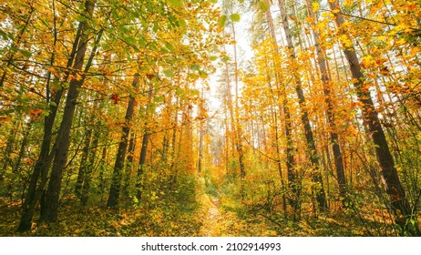 4K Change Season From Green Summer To Yellow Colors Of Autumn Forest Landscape. Sunset Time Lapse Beautiful Sun Sunshine In Autumn Woods. Sunlight Shine Through Foliage In Trees Woods. Fall Sunset