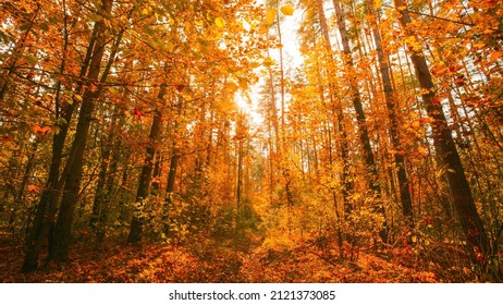 4K Change Season From Green Summer To Yellow Colors Of Autumn Forest Landscape. Sunset Time Lapse Beautiful Sun Sunshine In Autumn Woods. Sunlight Shine Through Foliage In Trees Woods. Fall Sunset