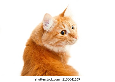 4K close up of all kinds of lovely cats - Shutterstock ID 2150041169