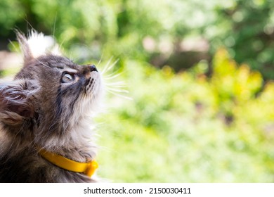 4K close-up of all kinds of lovely cats - Shutterstock ID 2150030411