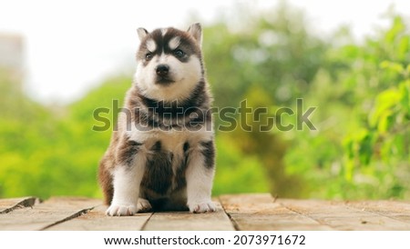 4K Four-week-old Husky Puppy Of White-gray-black Color Walking On Wooden Ground.