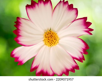 4K Full Hd Nature Image Of A Beautiful Flower