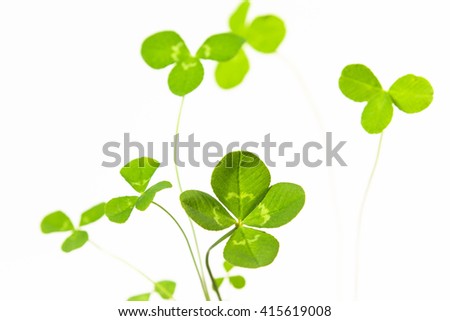 4-leaf clover on white background