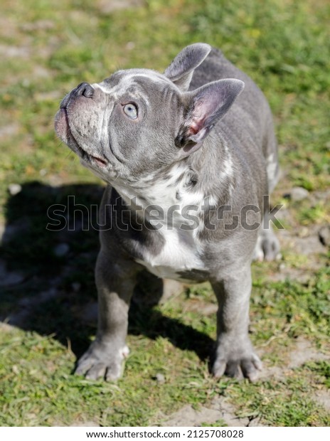 4-Month-Old Lilac Merle Female Puppy\
French Bulldog. Off-leash dog park in Northern\
California.