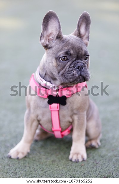 4-Months-Old\
blue sable female puppy French Bulldog sitting and looking away.\
Off-leash dog park in Northern\
California.