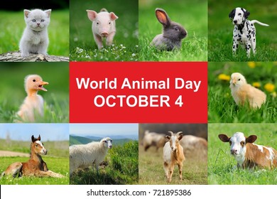 4th October. World Animal Day