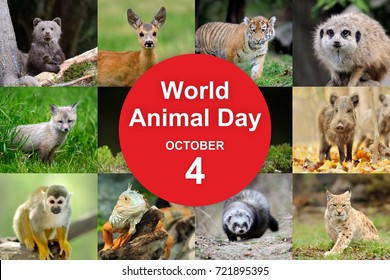 4th October. World Animal Day