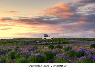 4wd car parked in lupine wildflower blooming with sunset sky on highland in summer at Iceland - Powered by Shutterstock