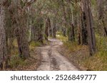 A 4WD dirt track is framed by tree trunks as it winds mysteriously through the eucalypt gum trees and other vegetation of Girraween National Park in the granite belt in Queensland, Australia.