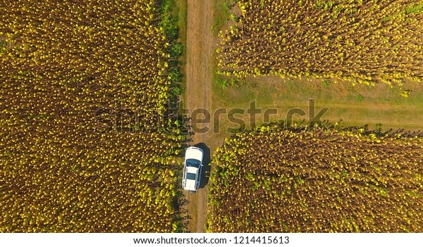 4x4 car in\
the summer fields, aerial drone\
view