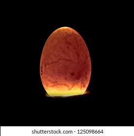 5 days old egg being candled.  The air pocket, veins and the chick's eye are clearly visible inside the egg.