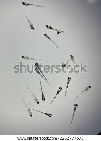 5 days-post-fertilization zebrafish larvae under the microscope.