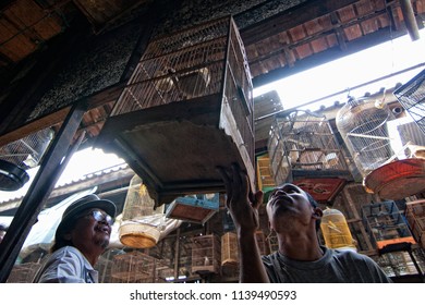 Bilder Stockfoton Och Vektorer Med Burung Indonesia Shutterstock