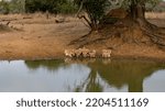 5 lions drinking water next to each other