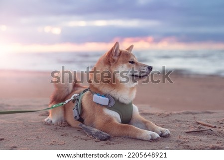 5 month old shiba inu puppy is lying on the sand beach. Dog is equipped with harness, leash. and GPS tracker