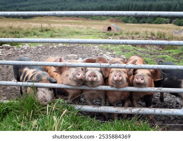 5 Oxford Sandy and black piglets with their noses through the gate. Landscape orientation, room for copy, happy pigs, muddy feet muddy noses - Powered by Shutterstock